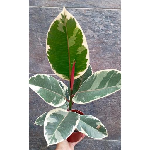 Ficus tineke 