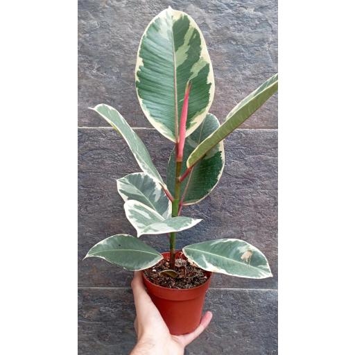 Ficus tineke  [1]