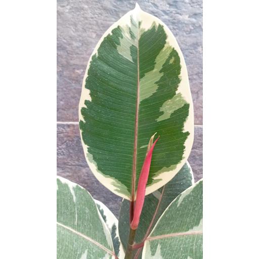Ficus tineke  [2]