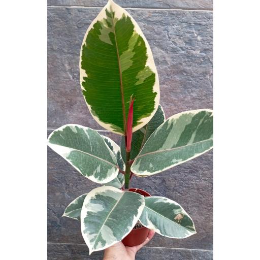 Ficus tineke  [3]