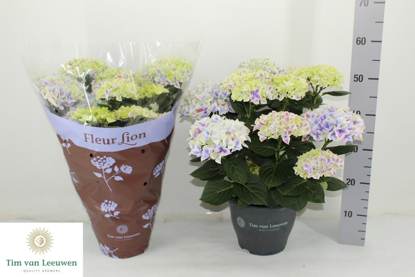 Hortensia Saxon Candy Heart