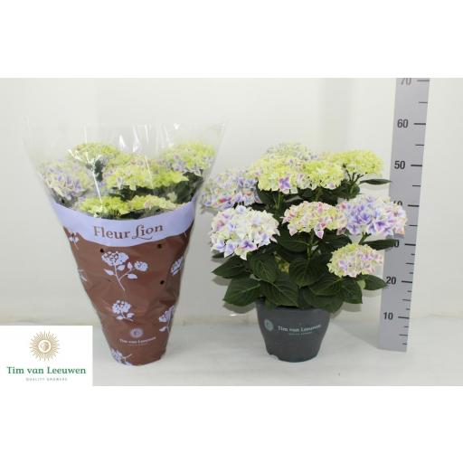 Hortensia Saxon Candy Heart [0]