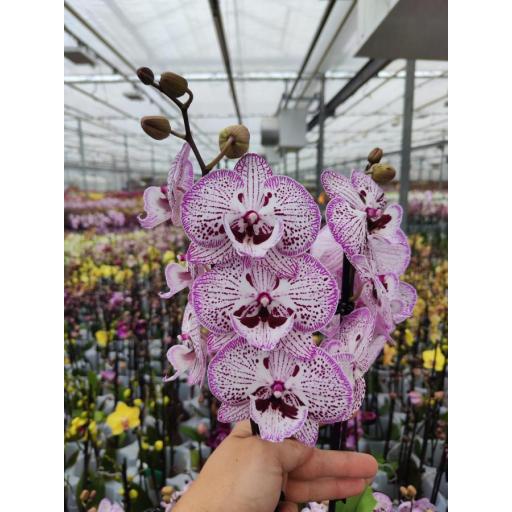 Orquidea Phalaenopsis limited pro