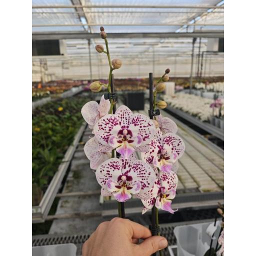 Orquidea Phalaenopsis expression
