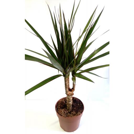 Dracaena marginata