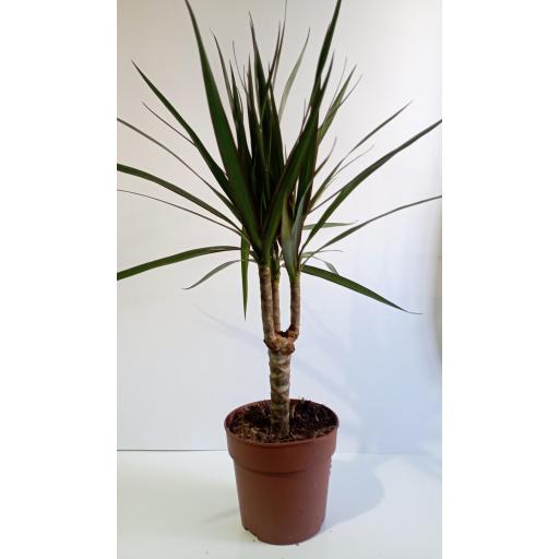 Dracaena marginata [2]