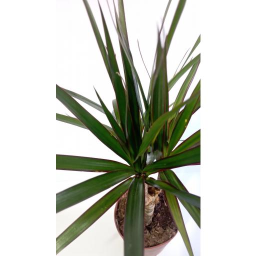 Dracaena marginata [1]