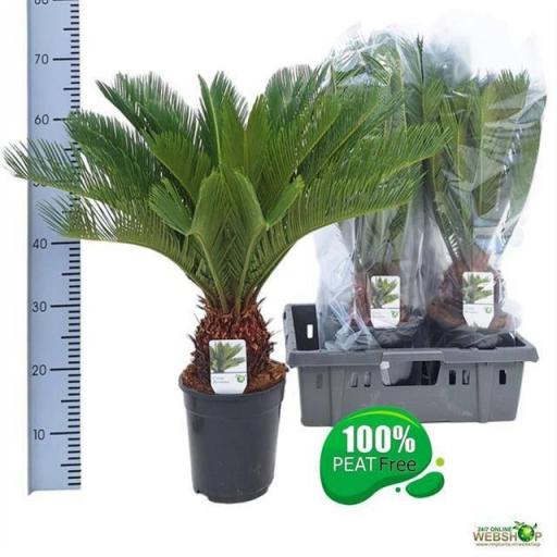 Palmera cyca 70 cm