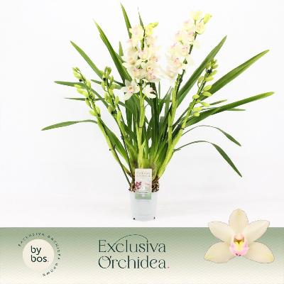 Orquidea cymbidium blanco 5 tallos con flor