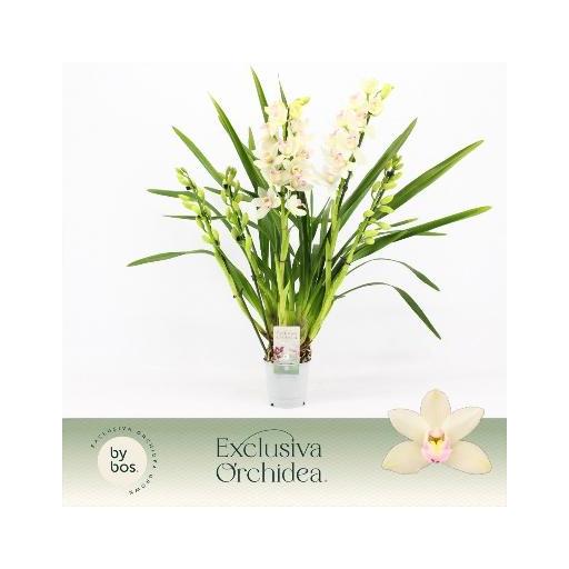 Orquidea cymbidium blanco 5 tallos con flor [0]