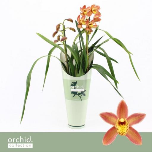 Orquidea cymbidium naranja