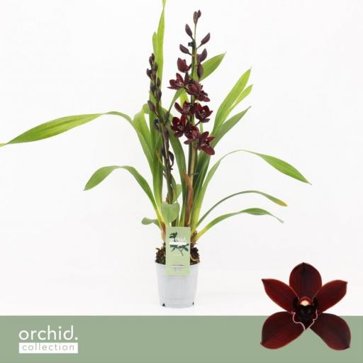 Orquidea cymbidium black jack