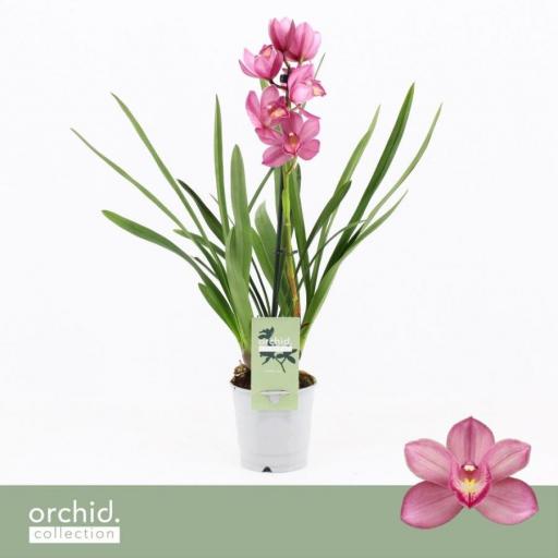 Orquidea cymbidium rosa claro