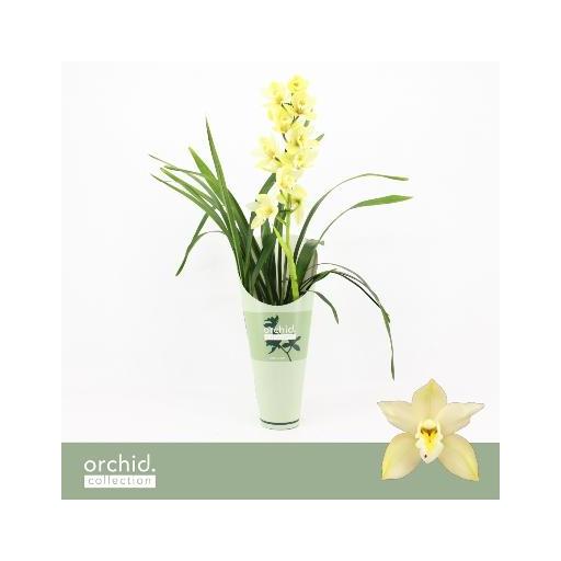 Orquidea cymbidium crema