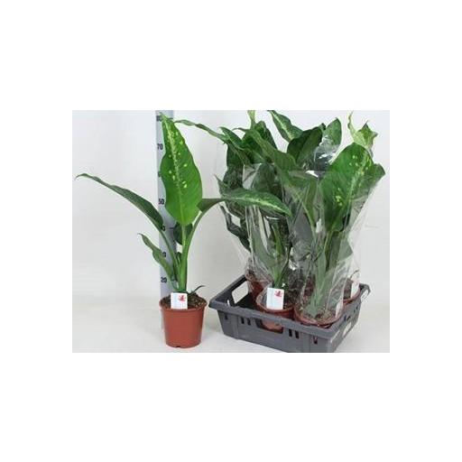 Dieffenbachia galaxy