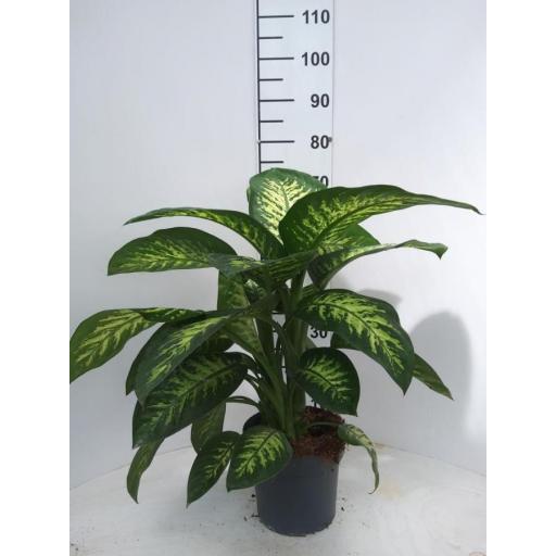 Dieffenbachia tropic snow