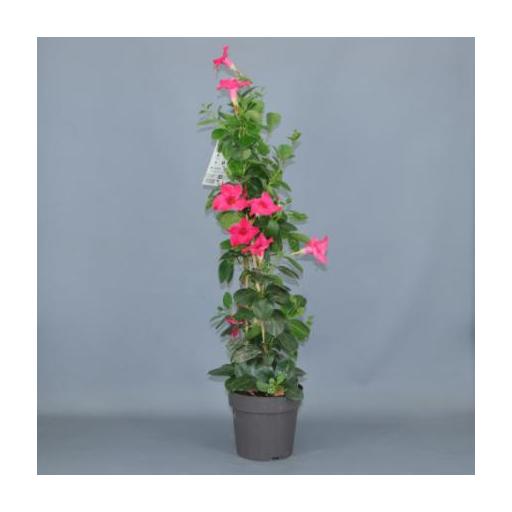 Dipladenia rosa 60 cm