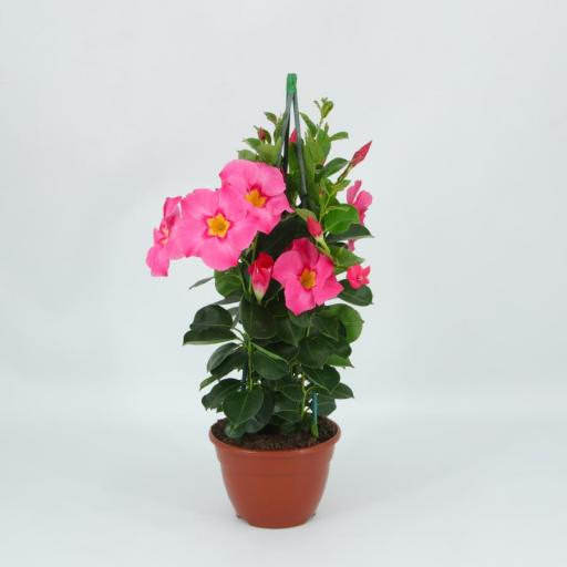 Dipladenia rosa 50 cm