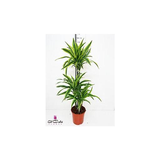 Dracaena lemon lime 3 pies 110 cm