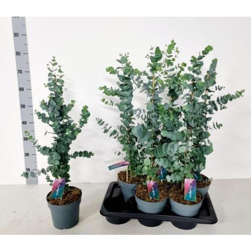  Planta eucaliptus cinerea