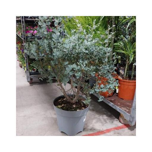  Planta eucaliptus 100 cm