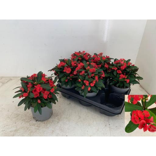 Euphorbia maxi red [0]