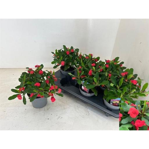 Euphorbia milii roja [0]