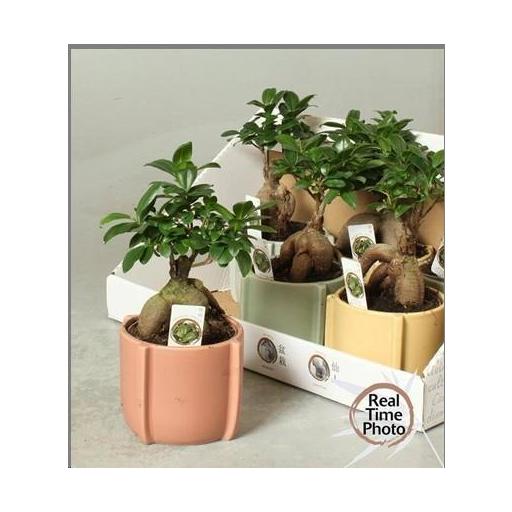 Bonsai ficus ginseng con macetero