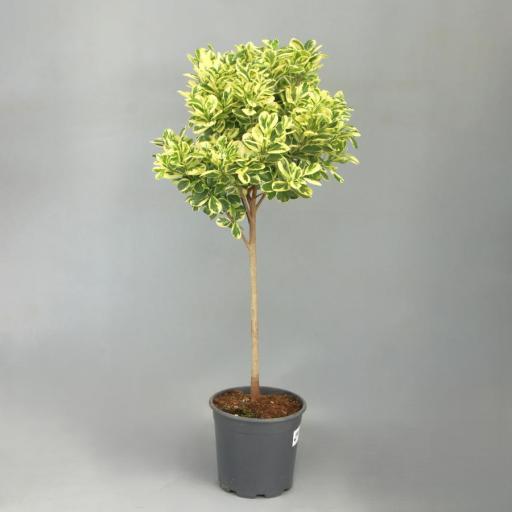 Ficus giulia 120 cm