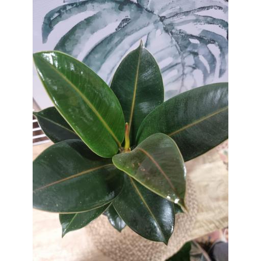 Ficus el melany 45 cm [1]
