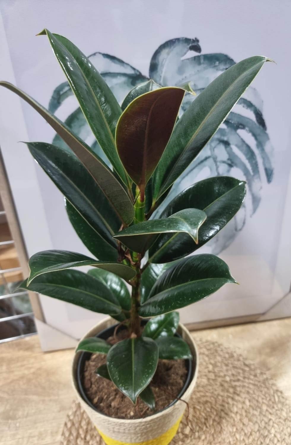 Ficus el melany 45 cm