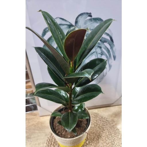 Ficus el melany 45 cm [0]