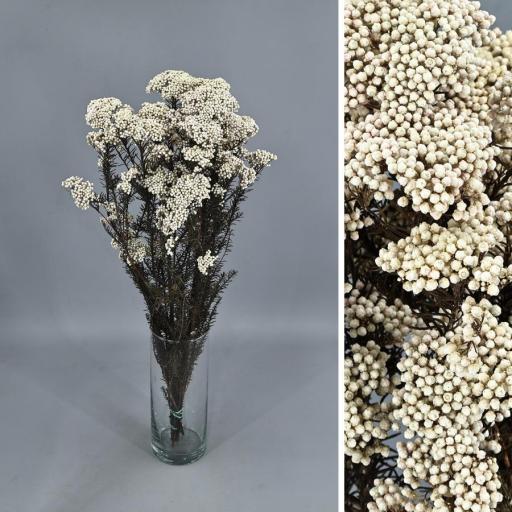 Ramo flor de arroz preservado blanco