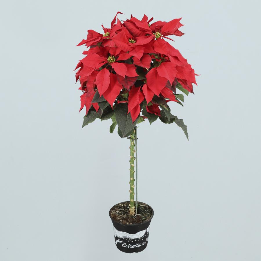 Poinsettia (Flor de pascua) roja copa