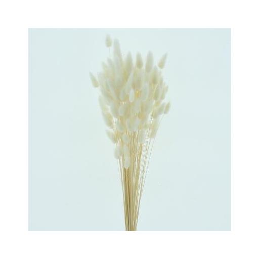 Flor seca lagurus blanco