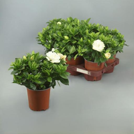 Gardenia jasminoide [0]