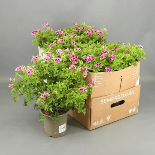 Geranio Pelargonium randy