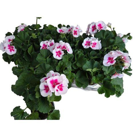 Geranio Pelargonium Pretty Little