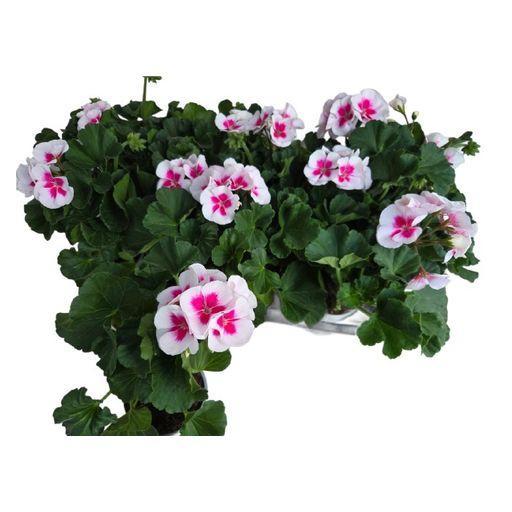Geranio Pelargonium Pretty Little
