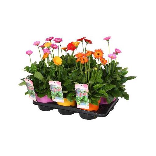 Planta gerbera 50 cm