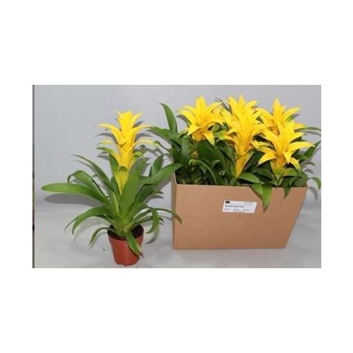  Guzmania amarilla