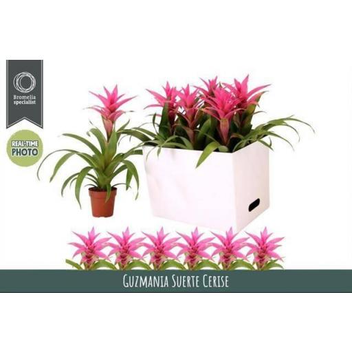  Guzmania rosa