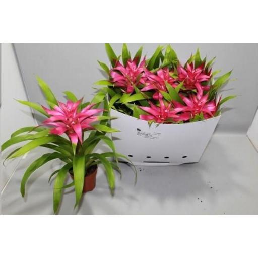  Guzmania rosa