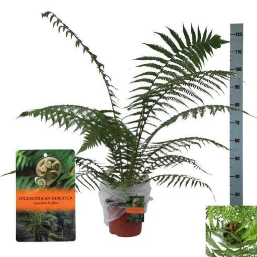 Helecho Dicksonia Antarctica 110 cm