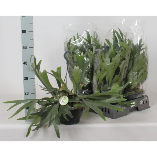 Platycerium Bifurcatum (cuerno de alce) extra