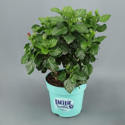 Hibiscus rojo