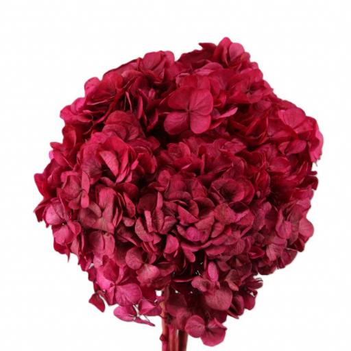 Hortensia preservado fucsia