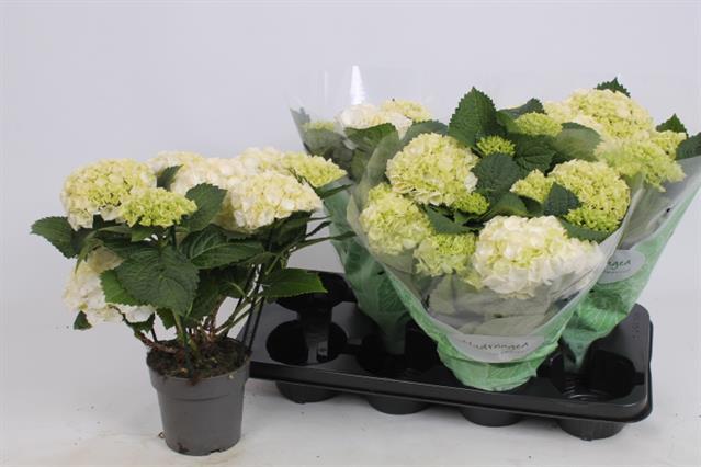 Hortensia blanca