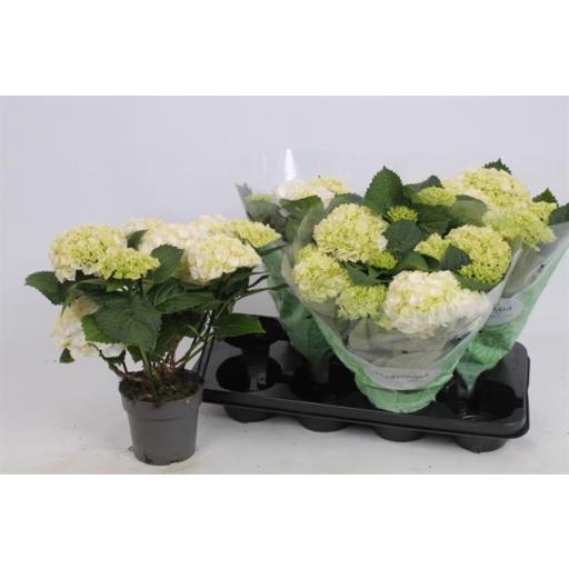 Hortensia blanca [0]