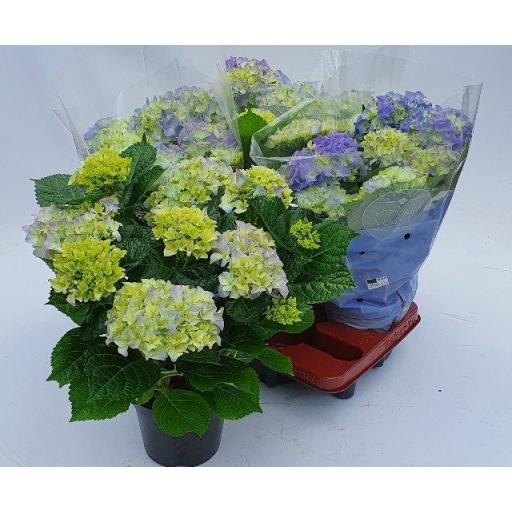 Hortensia azul